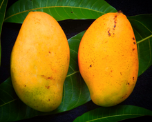 Load image into Gallery viewer, Madame Francis Mangoes - Premium quality 10lb box